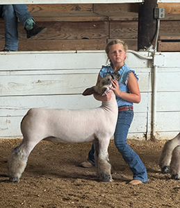 Reserve Champion Market Lamb
2025 Alexandria Youth Open Show